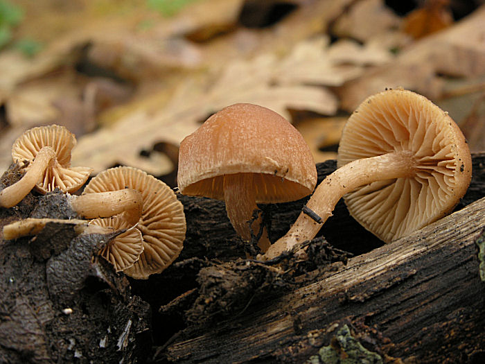 Sicilia Autunno-Inverno